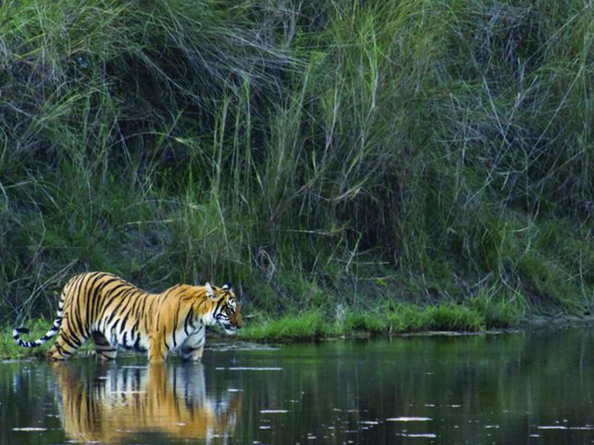 Corbett Treat Resort Рамнаґар Екстер'єр фото