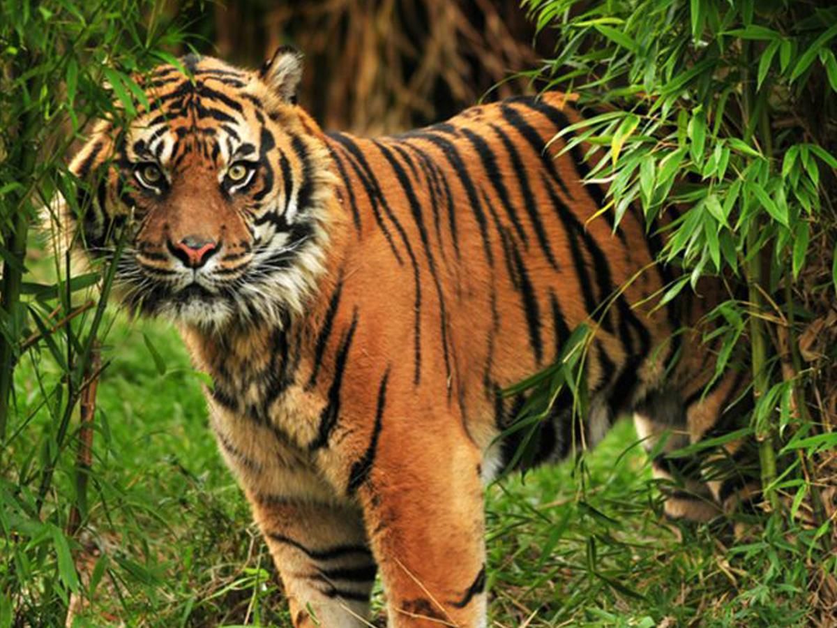 Corbett Treat Resort Рамнаґар Екстер'єр фото